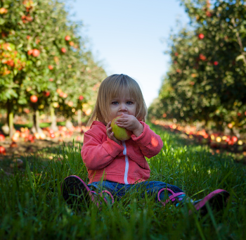 Small girl sitting in an apple orchard eating an apple.