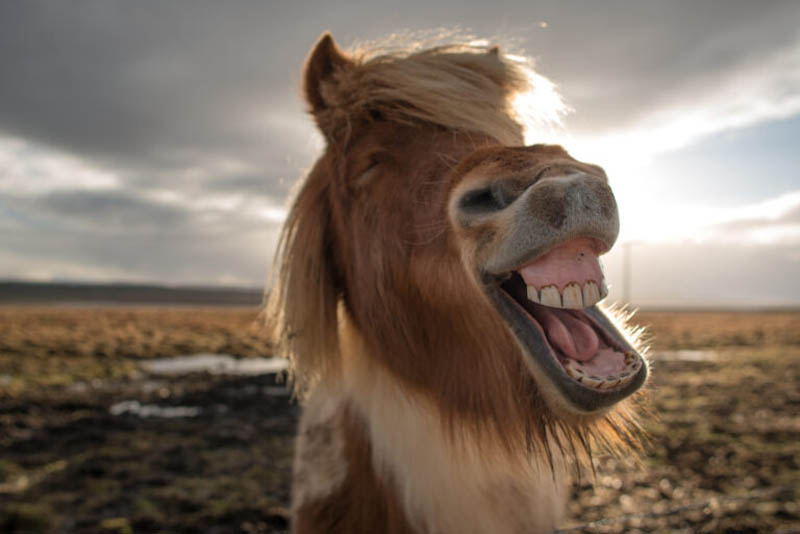 Crazy Icelandic horse smiling